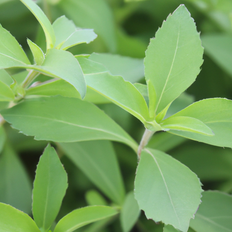 stevia leaves on a stevia plant